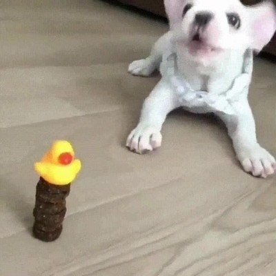 perro,soportar,pato,encima,galletas