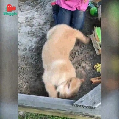 perro,ense&ntilde;ar,tierra,cavar