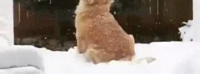 adorable,reacci&oacute;n,perro,nieve