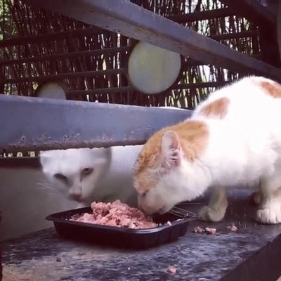 gatos,fans,compartir,comida