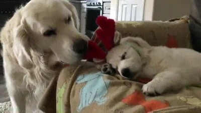 Grinch,espiritu,navide&ntilde;o,perros