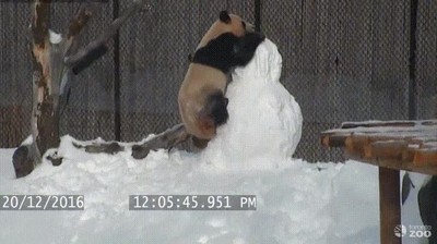 Enlace a Panda VS Muñeco de nieve
