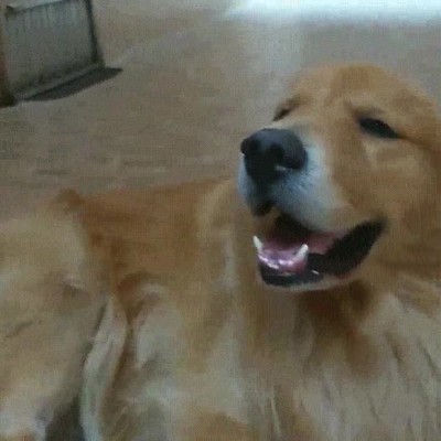 parar,perro,caricias