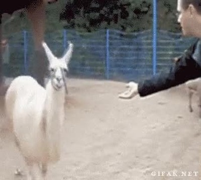 Animal,ofendido llama