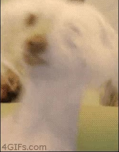 Amigo,tonto,perro,verg&uuml;enza,ajena,bailar