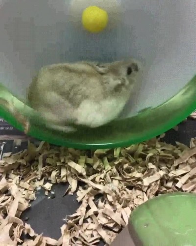 caer,esconder,rueda,fail