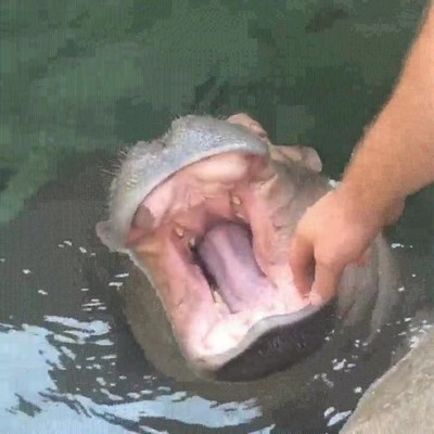 dentista,pedir,abrir,boca,hipopotamo