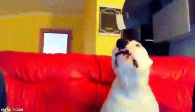 perro,celoso,beso,sof&aacute;