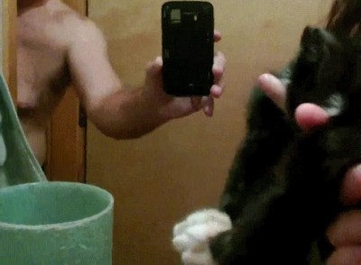 gato,asustar,reflejado,espejo