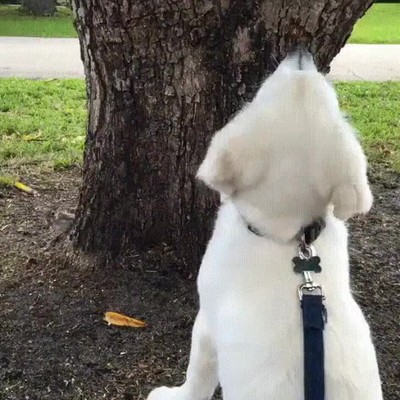 Enlace a Perros que necesitan una o dos clases de caza