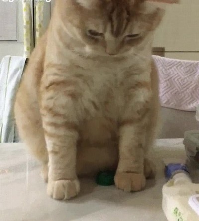 gato,mejorar,reflejos