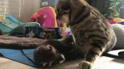 despertar,gato,cama,desconocido