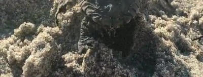 tortuga,playa,arena,empujon