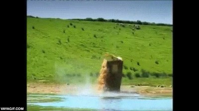 lobo,feroz,feliz,aparato