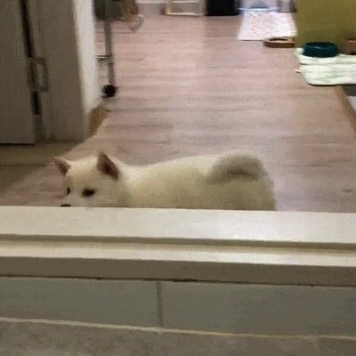 dejar,perseguir,sue&ntilde;os,perro