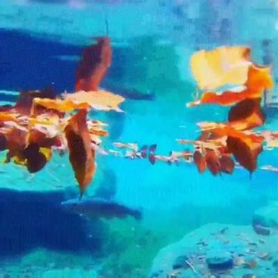 paisaje,bonito,debajo,agua