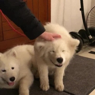 perro,rascar,lugar,cabeza