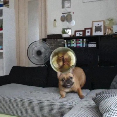 perro,alucinar,burbuja