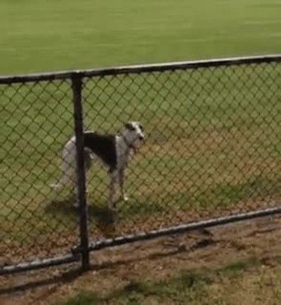 perro,otra vida,canguro