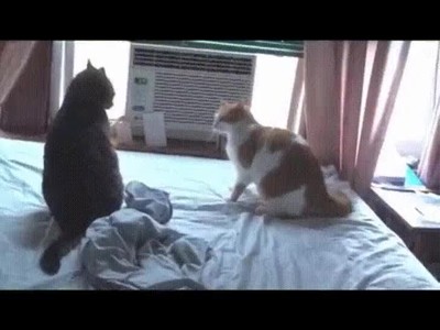 Enlace a Gatos haciendo sumo encima de la cama