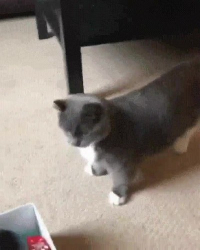 madre,gato,comida,lista