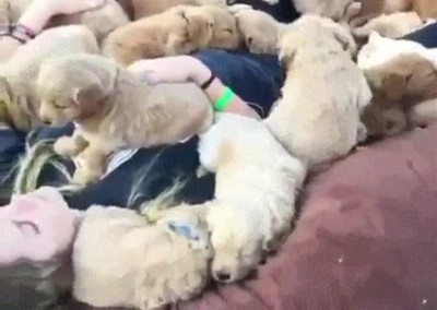 para&iacute;so,lugar,parecido,perros