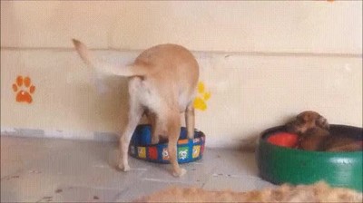 vida,injusta,perros,sentar