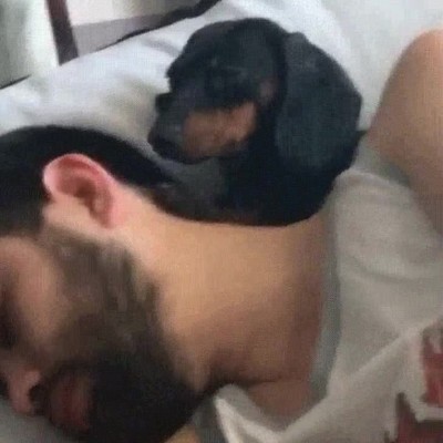 cara,fin de semana,perro