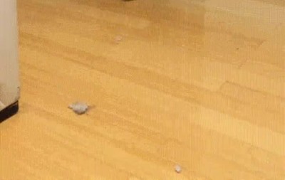 Enlace a Perros que han visto demasiadas veces Terminator 2