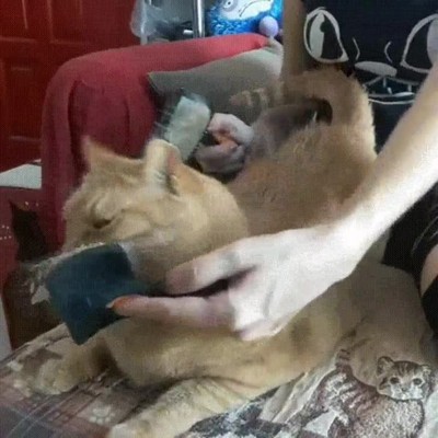 gato,disfrutar,peine