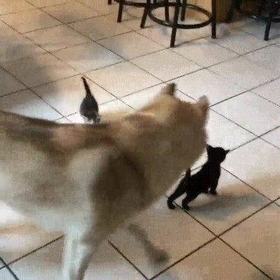 perro,gatos,rodeado