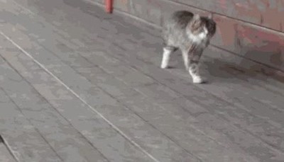 gato,caballo,otras,vidas