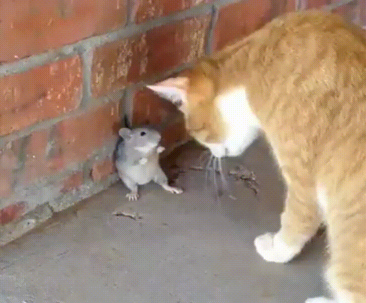 gato,jerry,ratón,real,tom,vida