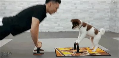 perro,imitar,flexiones