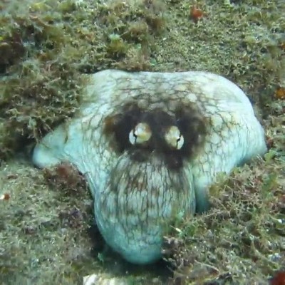 camuflaje,nivel,9000