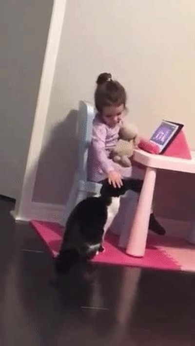 gato,celoso,tablet,hazme caso