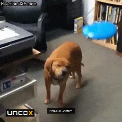 Perros que están en un nivel de consciencia superior y pasan de juegos perro,pasar,juegos