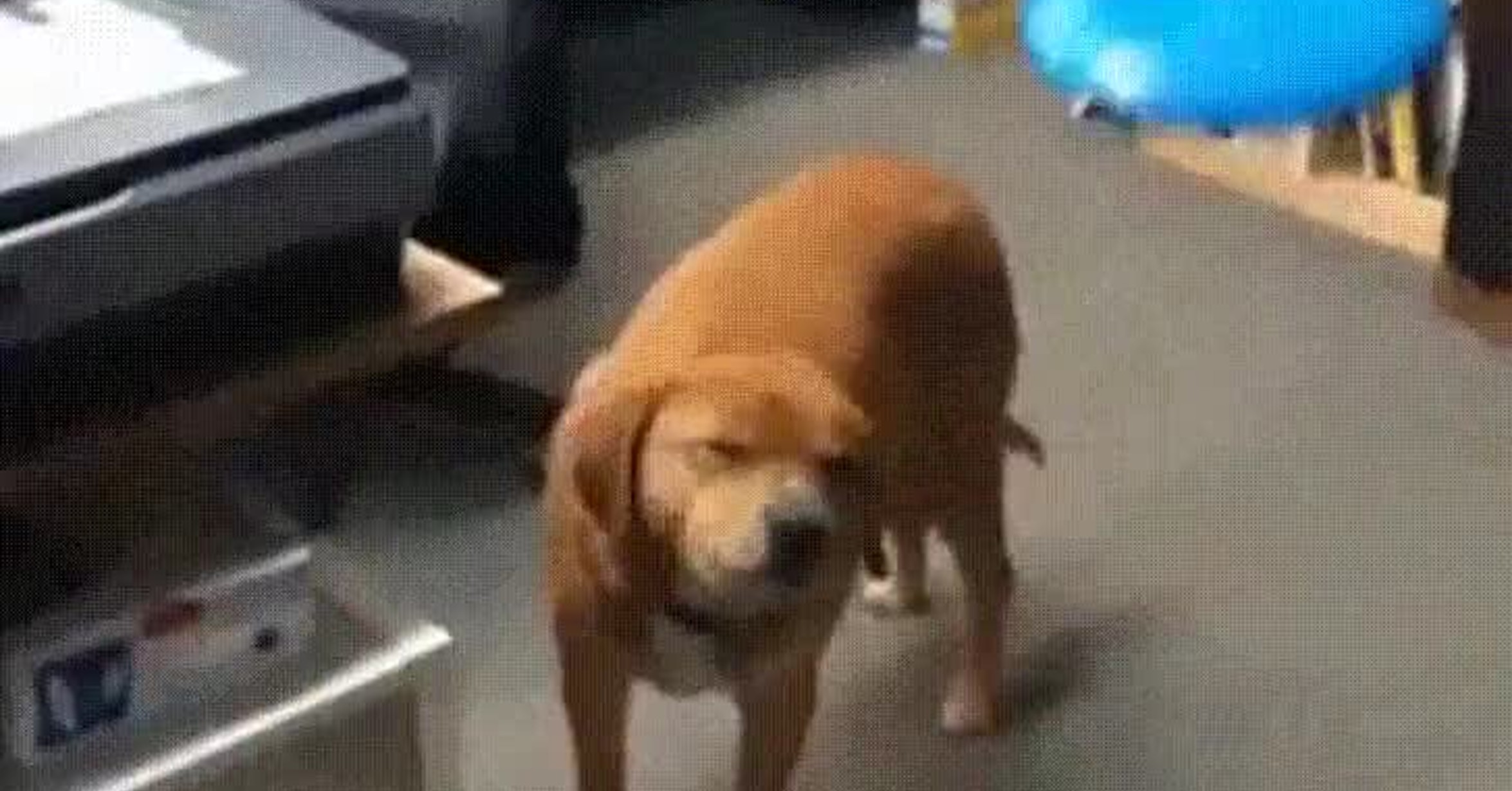  Vaya GIF Perros Que Est n En Un Nivel De Consciencia Superior Y 