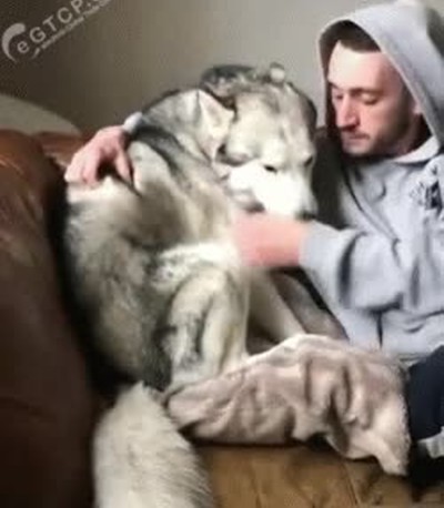 husly,perro,envidia,mimos