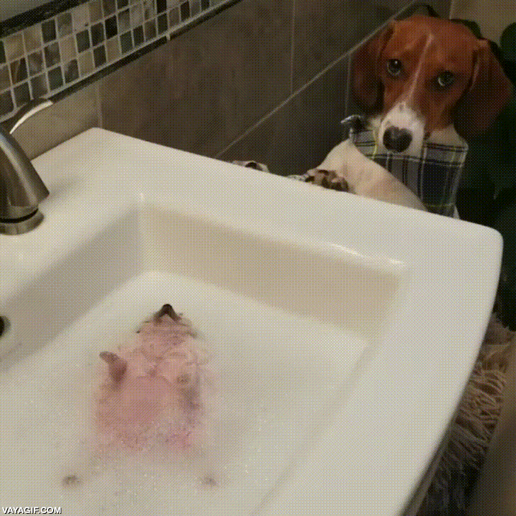 baño,mirada,perro,puercoespin