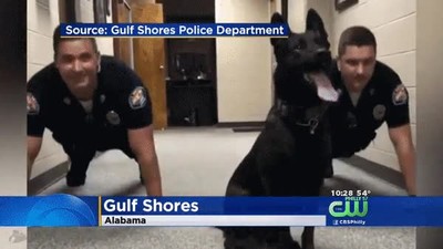 perro,policia,ejercicio,agente