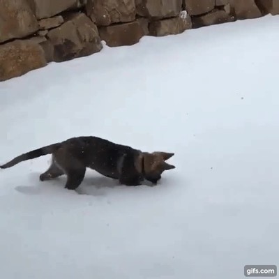 reacci&oacute;n,cachorro,nieve