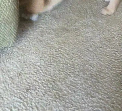 cachorro,perro,hielo,batalla,epica