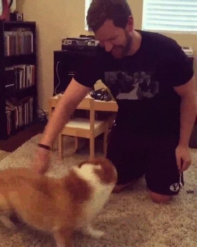 mejor,fidget spinner,perro