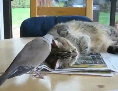 t&iacute;pico,colega,pesado,siesta