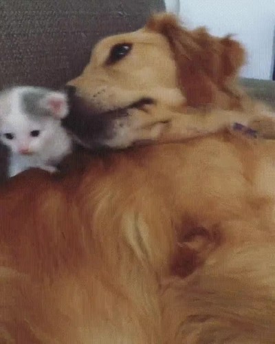 perro,gato,mejores,amigos