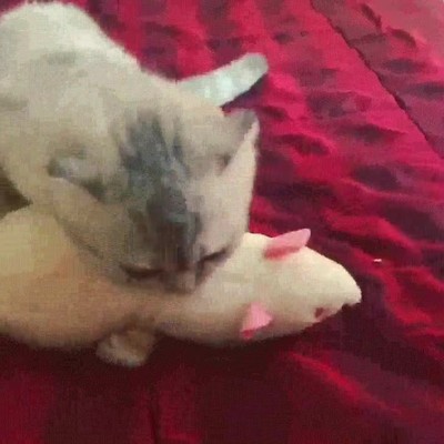 combate,epico,trepidante,gato,peluche