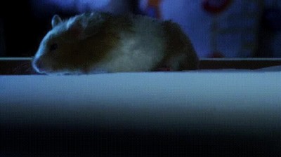 hamsters,ascensor,personas,civilizadas