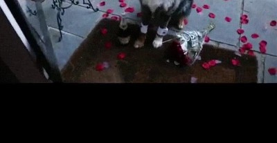 novio,hija,vieja escuela,perro