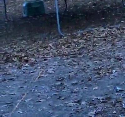 perro,saltar,disimular